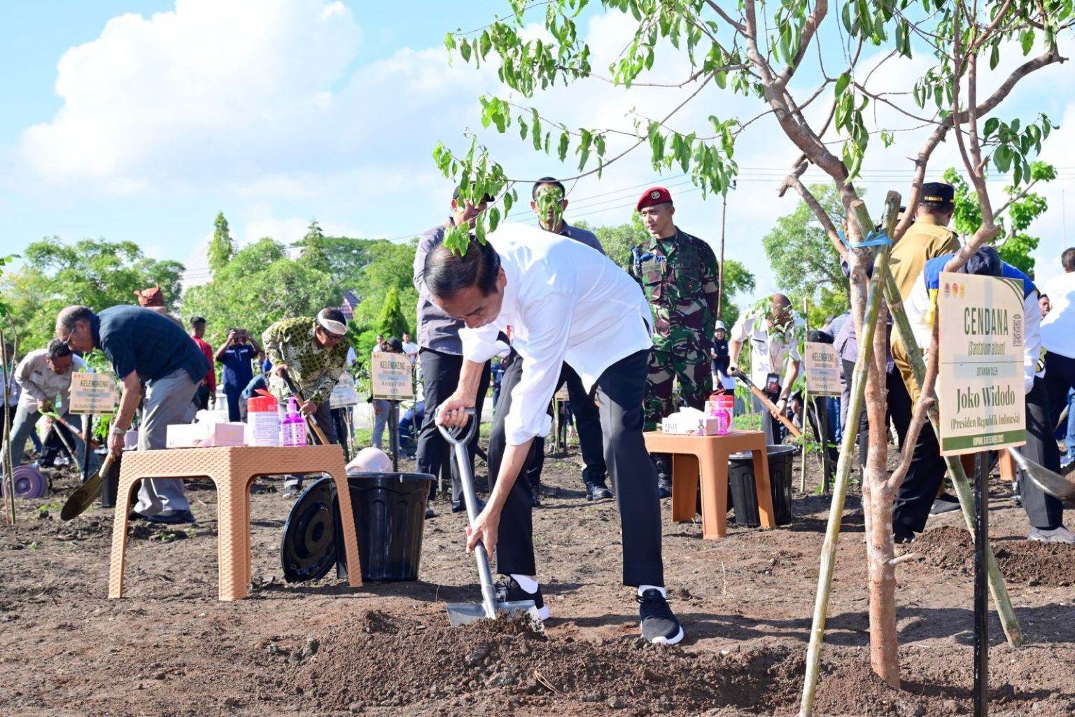Presiden Jokowi Tanam Pohon Cendana di Kota Kupang